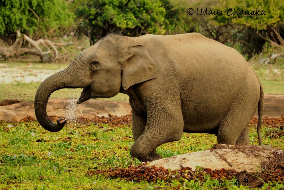 Elephas maximus Linnaeus, 1758